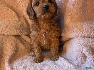 Cavapoo dogs Navaeh - Ad 10