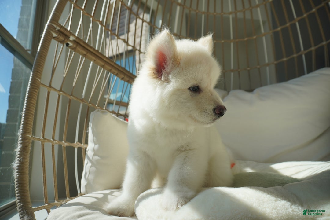 Alaskan Malamute dogs for sale: Nan Nan - Ad 3