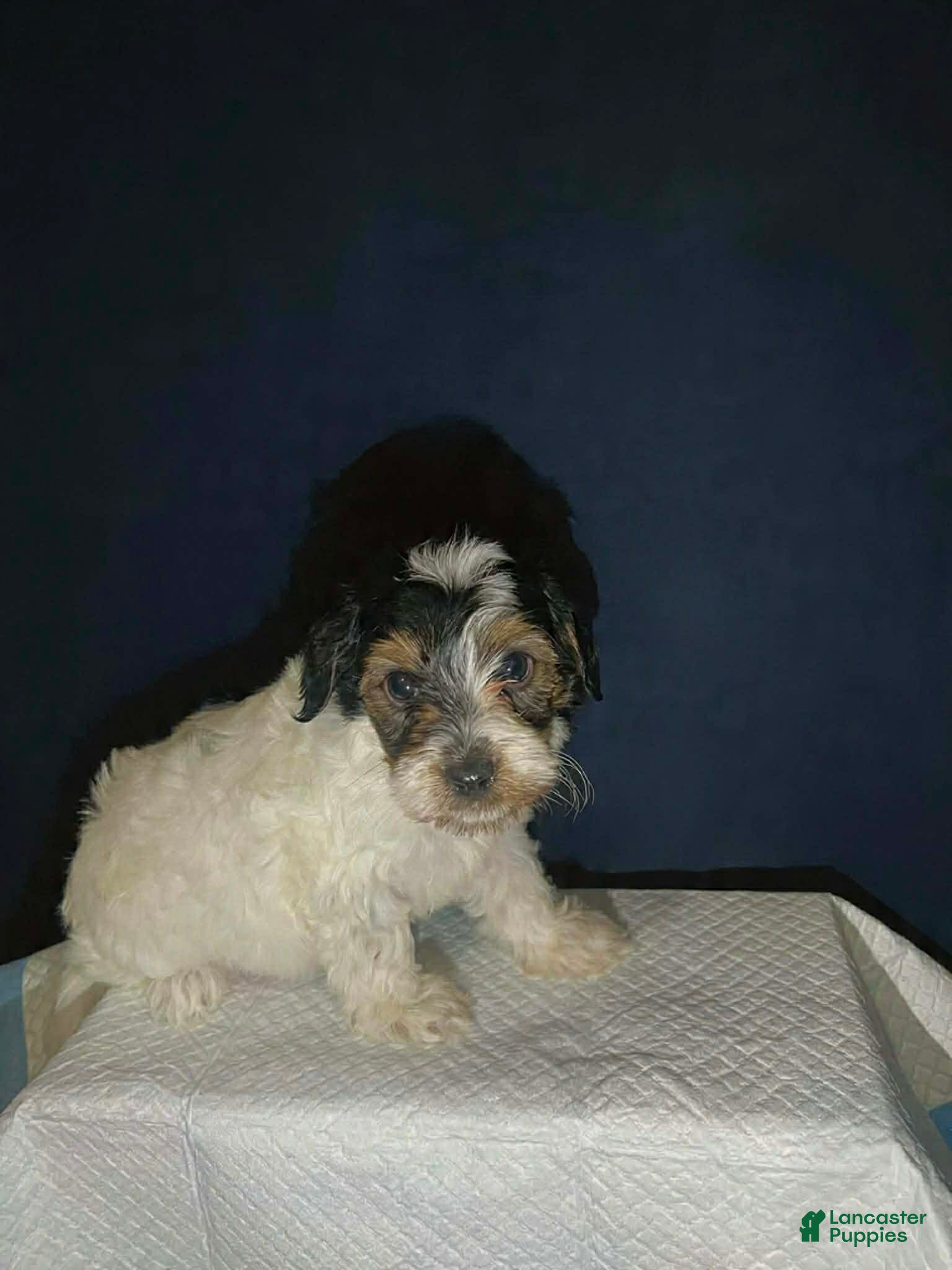Shihpoo dogs Sweetheart - Ad 1