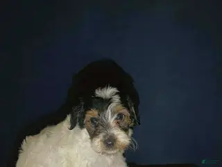 Shihpoo dogs for sale: Sweetheart - Ad 2