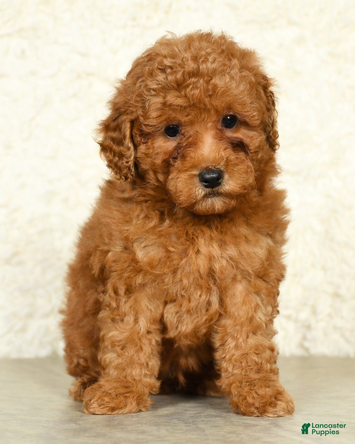 Miniature Labradoodle dogs Ditto - Ad 1