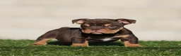 English Bulldog dogs for sale: English Bulldog 1 - Ad 2