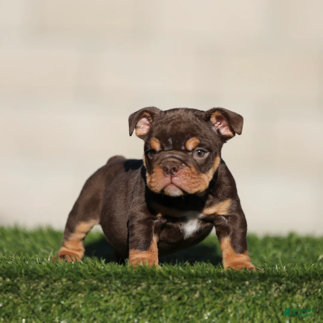 English Bulldog dogs for sale: English Bulldog 1 - Ad 2