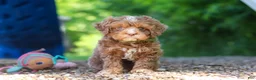 Cavapoo dogs for sale: Tipper - Ad 2
