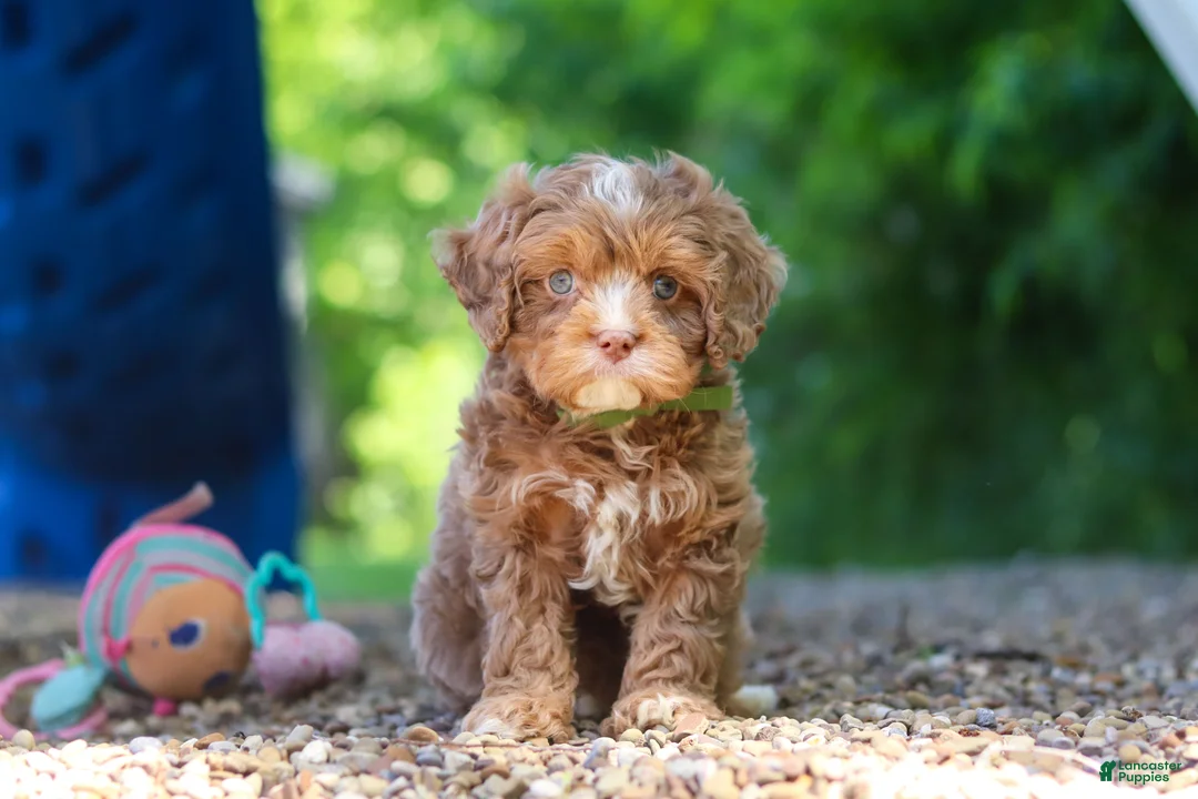 Cavapoo dogs for sale: Tipper - Ad 2