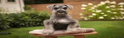 Miniature Schnauzer dogs for sale: Quartz Miniature Schnauzer  - Ad 8