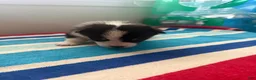 Welsh Corgi Pembroke dogs for sale: Bobby - Ad 7