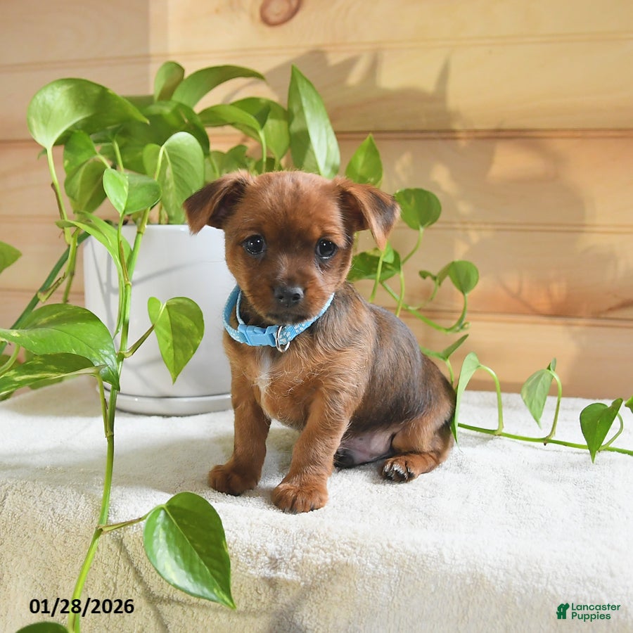 Shorkie dogs Otter - Ad 23