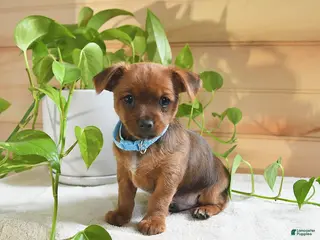 Shorkie dogs Otter - Ad 23