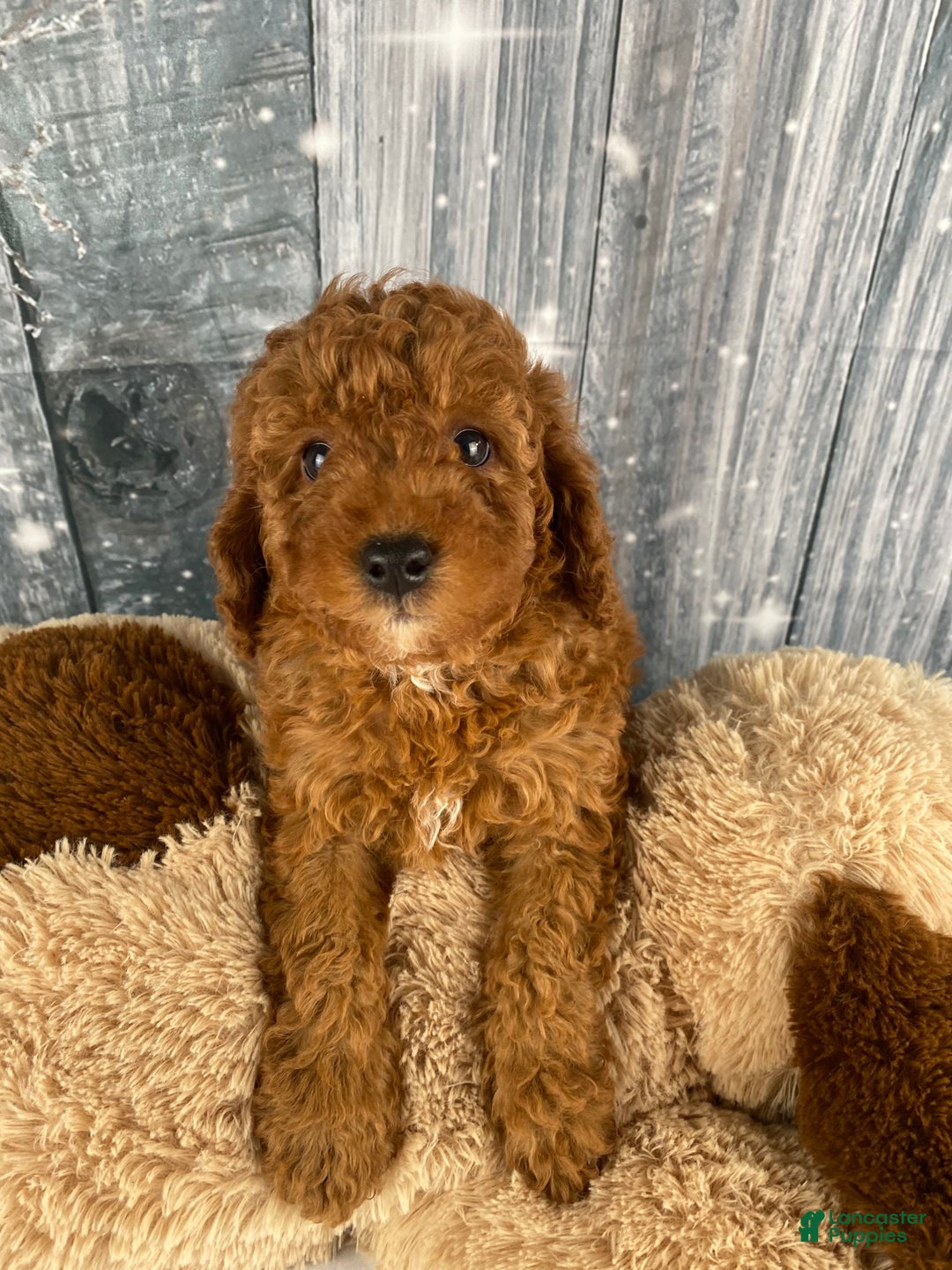 Miniature Poodle dogs for sale: Apollo - Ad 4