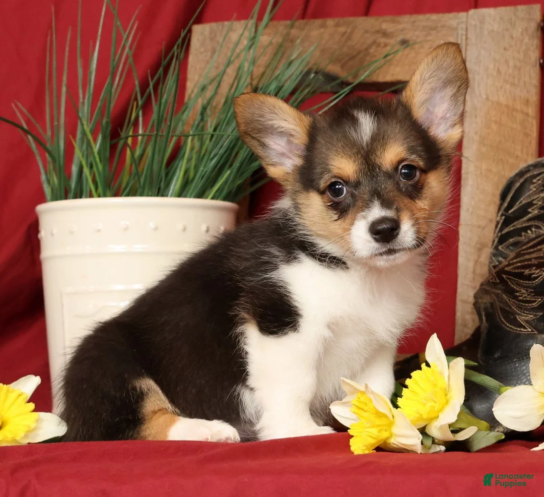 Welsh Corgi Pembroke dogs for sale: Debbie Genetic Clear - Ad 1