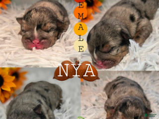 English Bulldog dogs Nya - Ad 10