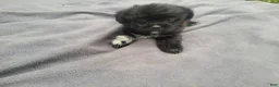 Morkie dogs for sale: Kim  - Ad 3