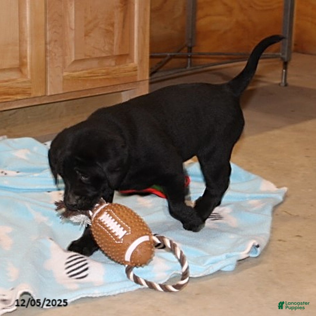 Goldador dogs for sale: Holly - Ad 2