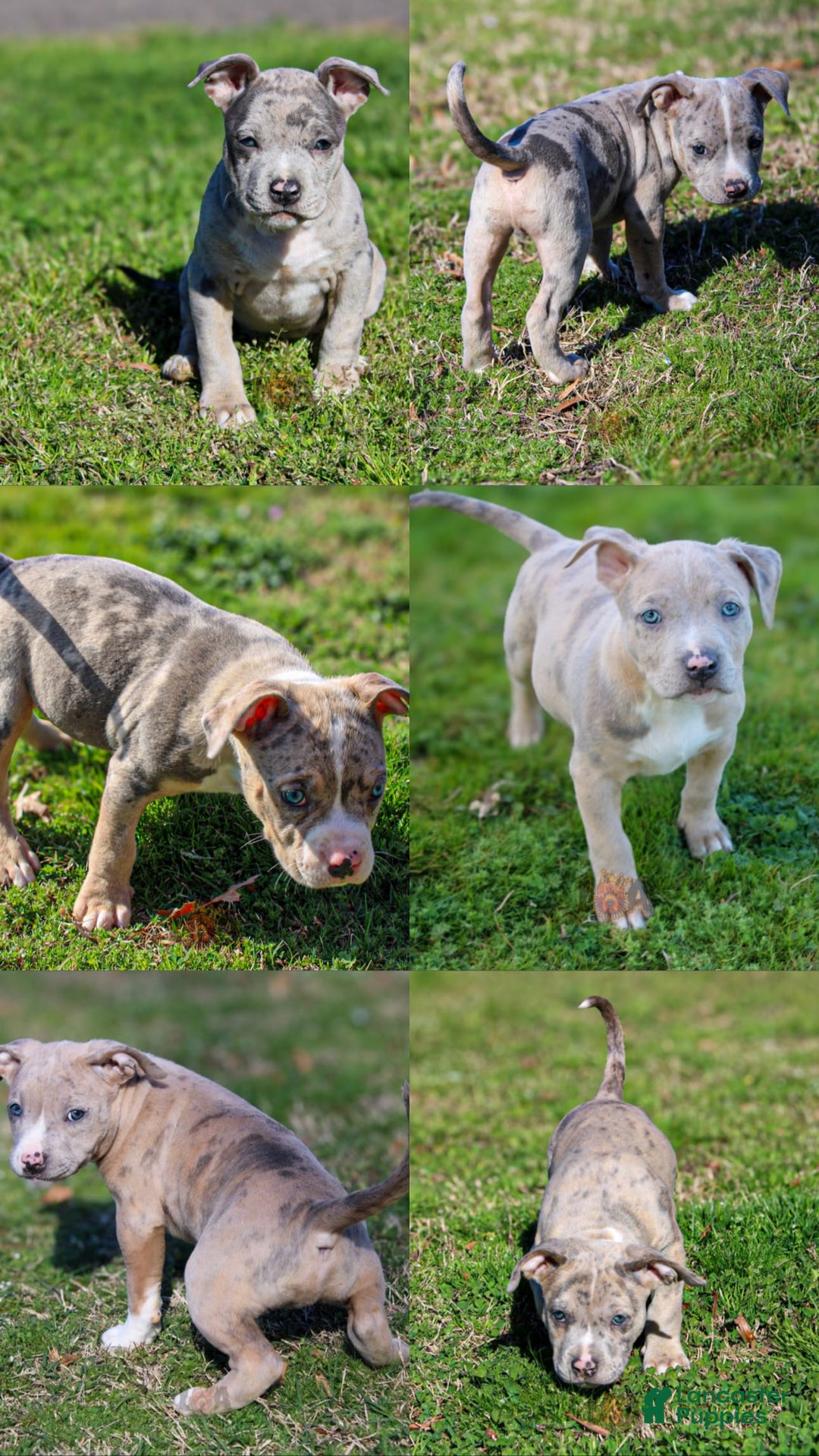 Gallery Image {{count}}