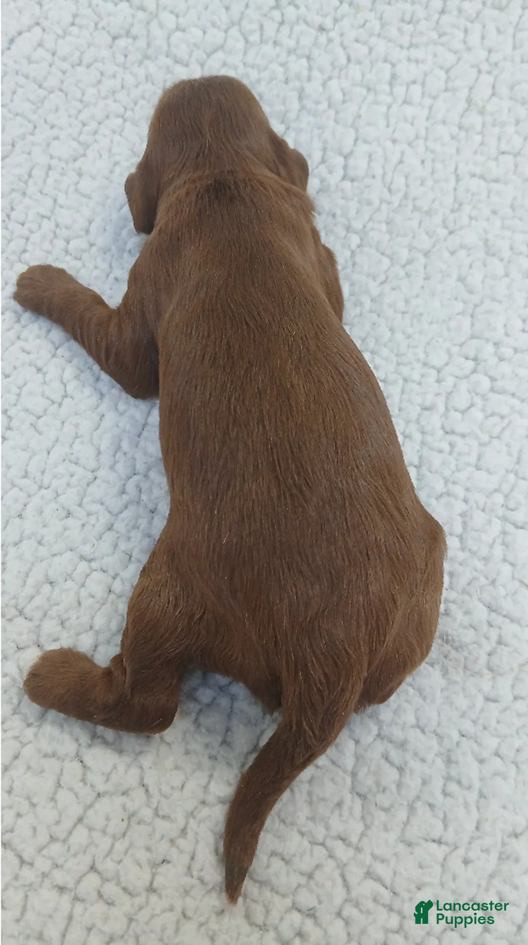 Cavapoo dogs for sale: BJ's Unicorn - Ad 2