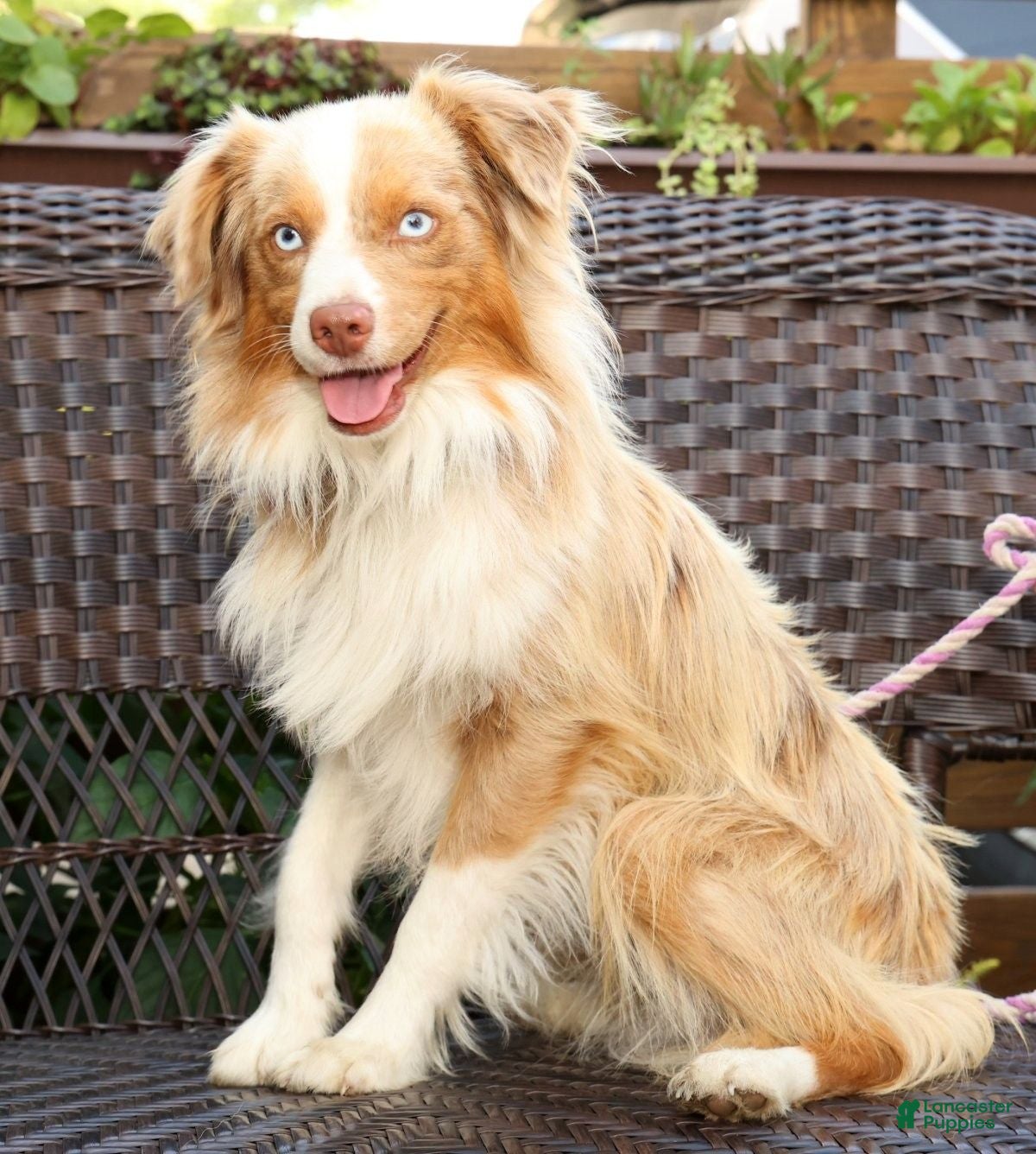 Miniature Australian Shepherd dogs Maverick - Ad 1