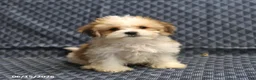 Morkie dogs for sale: Archery - Ad 4