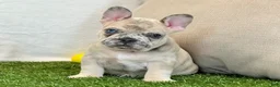 French Bulldog dogs for sale: Duke - Ad 13