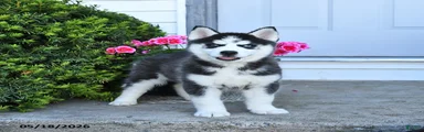 Remi 