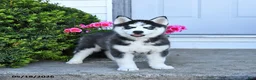 Pomsky dogs for sale: Remi  - Ad 1