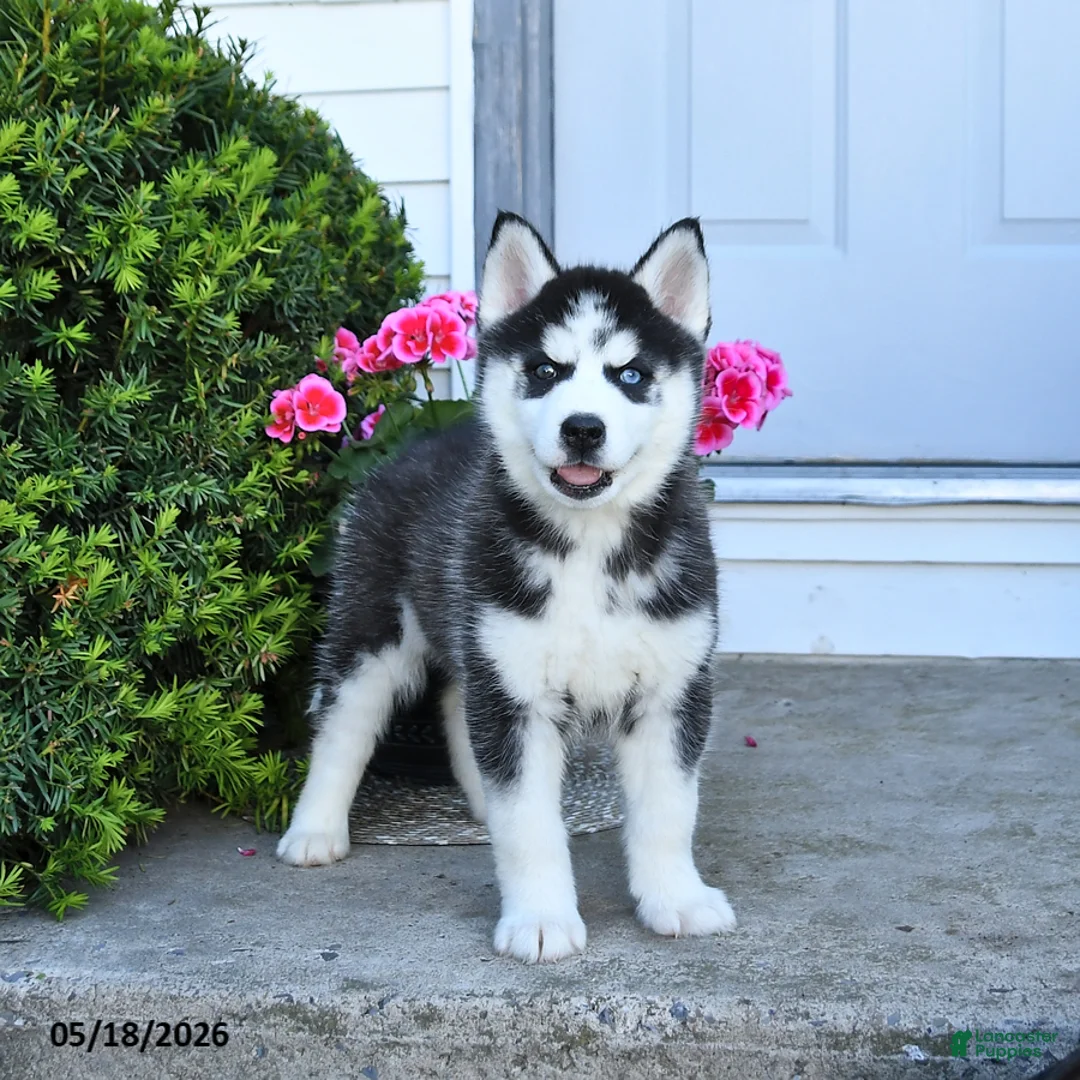 Pomsky dogs for sale: Remi  - Ad 1