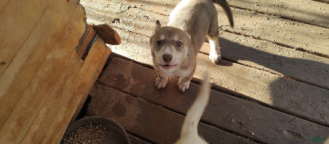 Siberian Husky dogs for sale: Siberian Husky Puppy 4 - Ad 4
