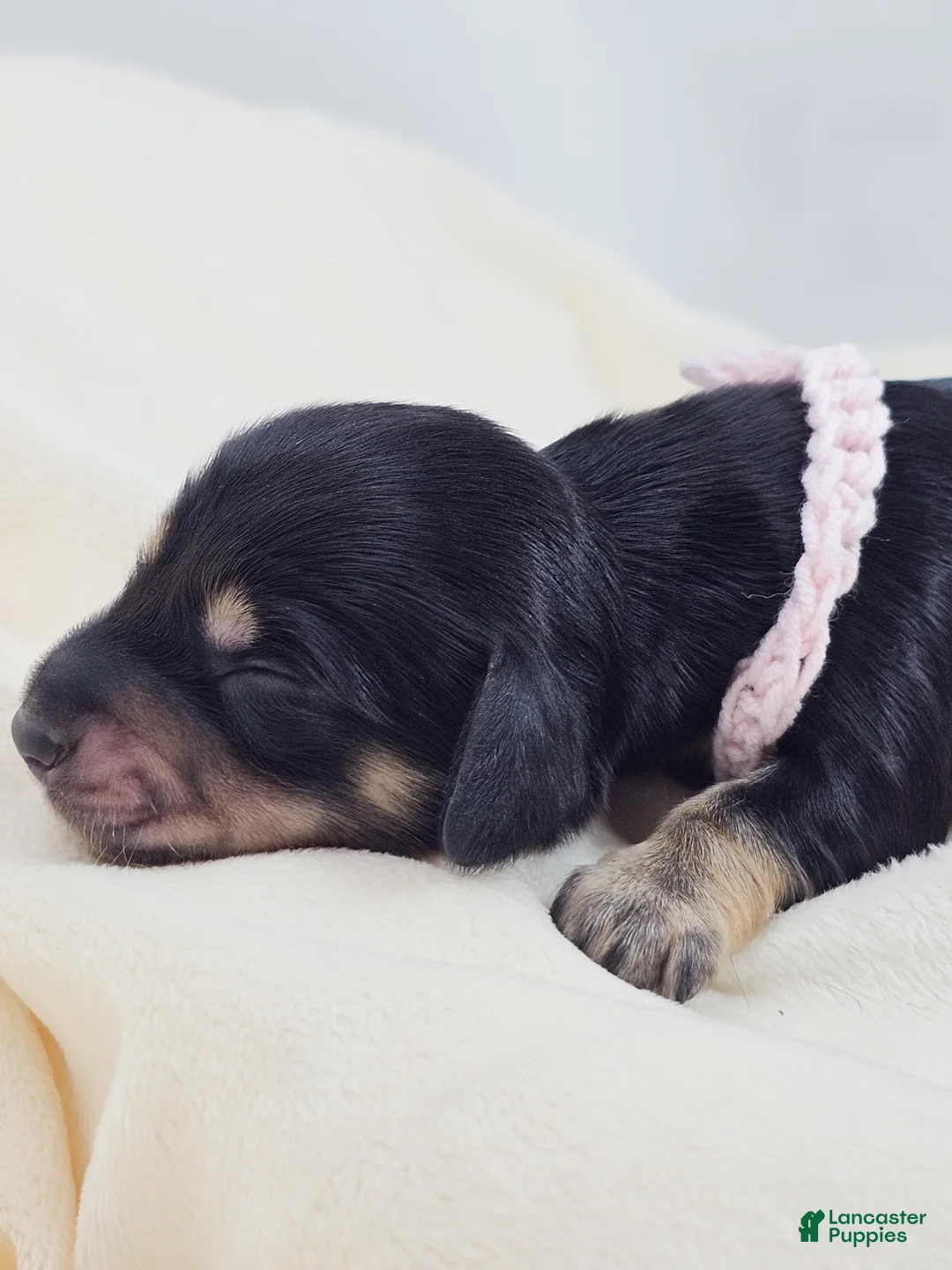 Miniature Dachshund dogs for sale: Bun - Ad 2