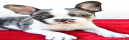 Frenchton dogs for sale: Bella  - Ad 6