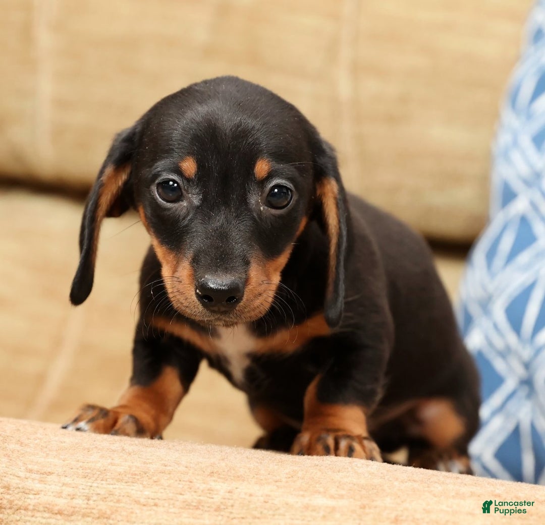 Miniature Dachshund dogs for sale: Winnie - Ad 8