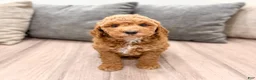 Mini Goldendoodle dogs for sale: Jesse - Ad 3