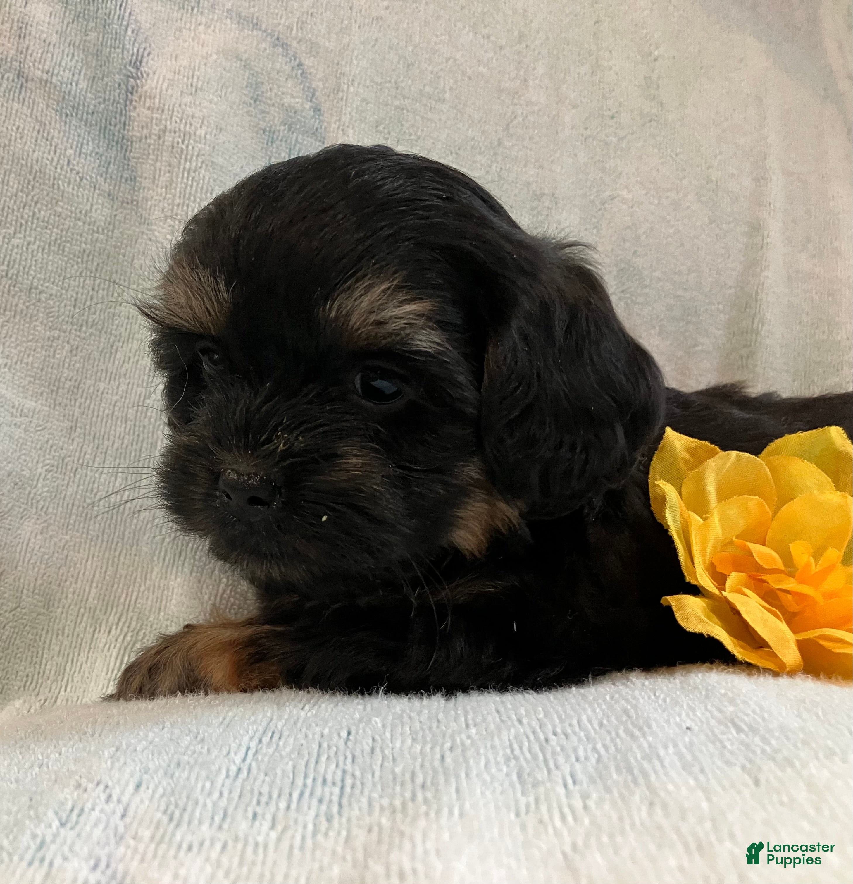 Shihpoo dogs Macy - Ad 1