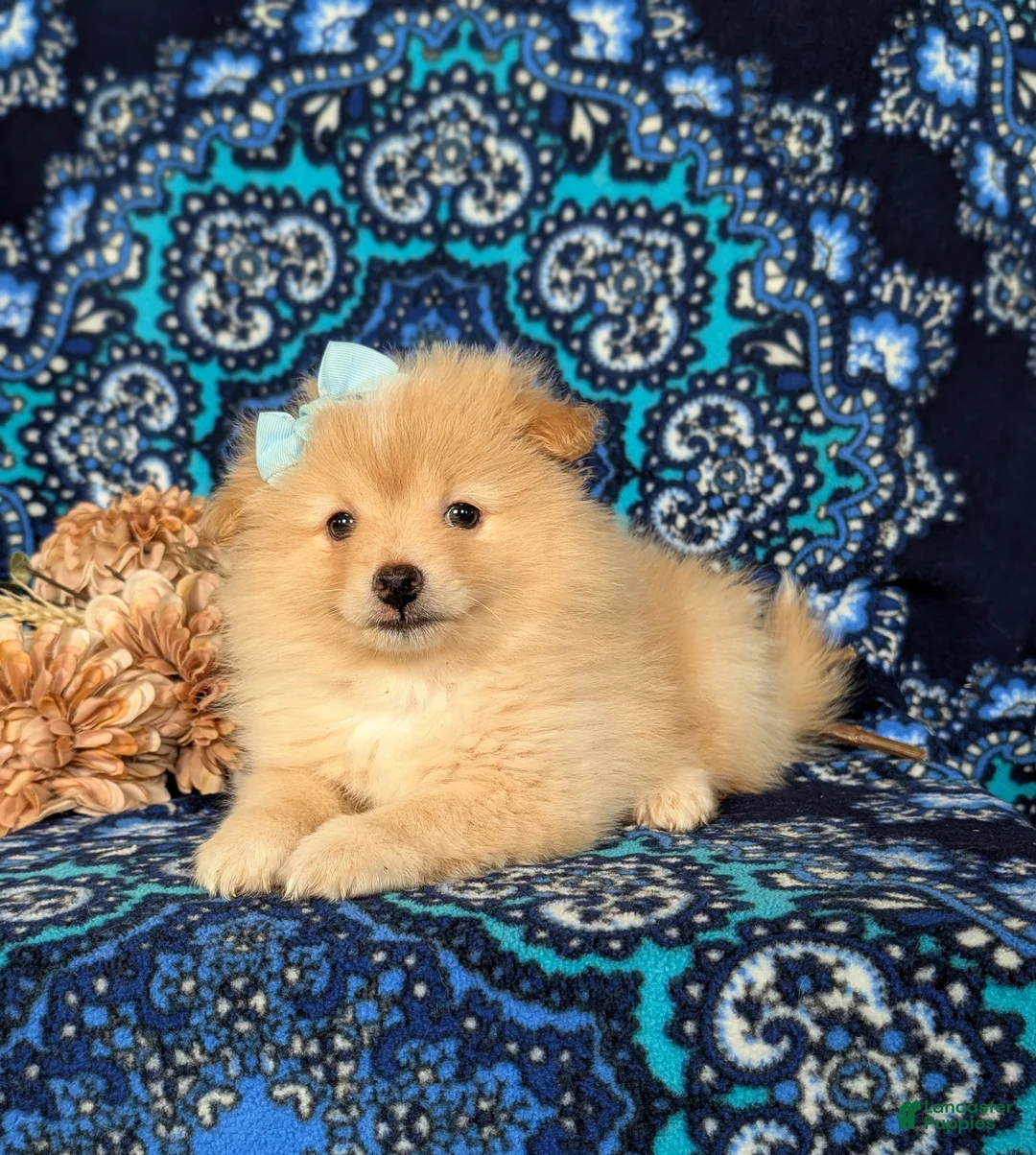 Pomeranian dogs for sale: Monette - Ad 17