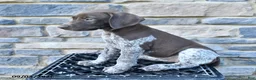German Shorthaired Pointer dogs for sale: Haven - Ad 3