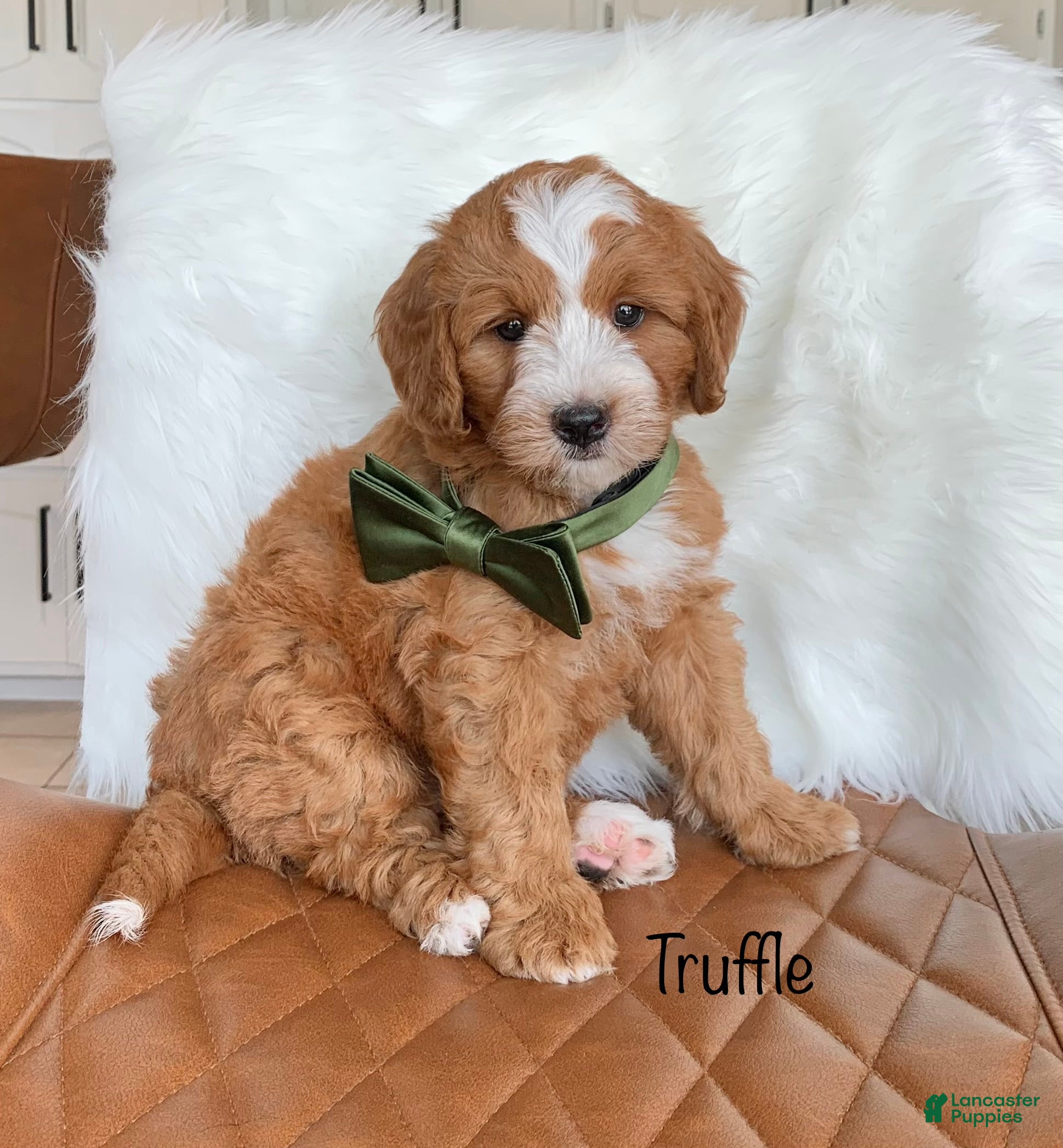 Mini Bernedoodle dogs for sale: Truffle - Ad 4