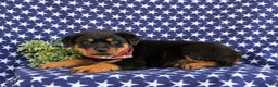 Rottweiler dogs for sale: Bryson - Ad 7