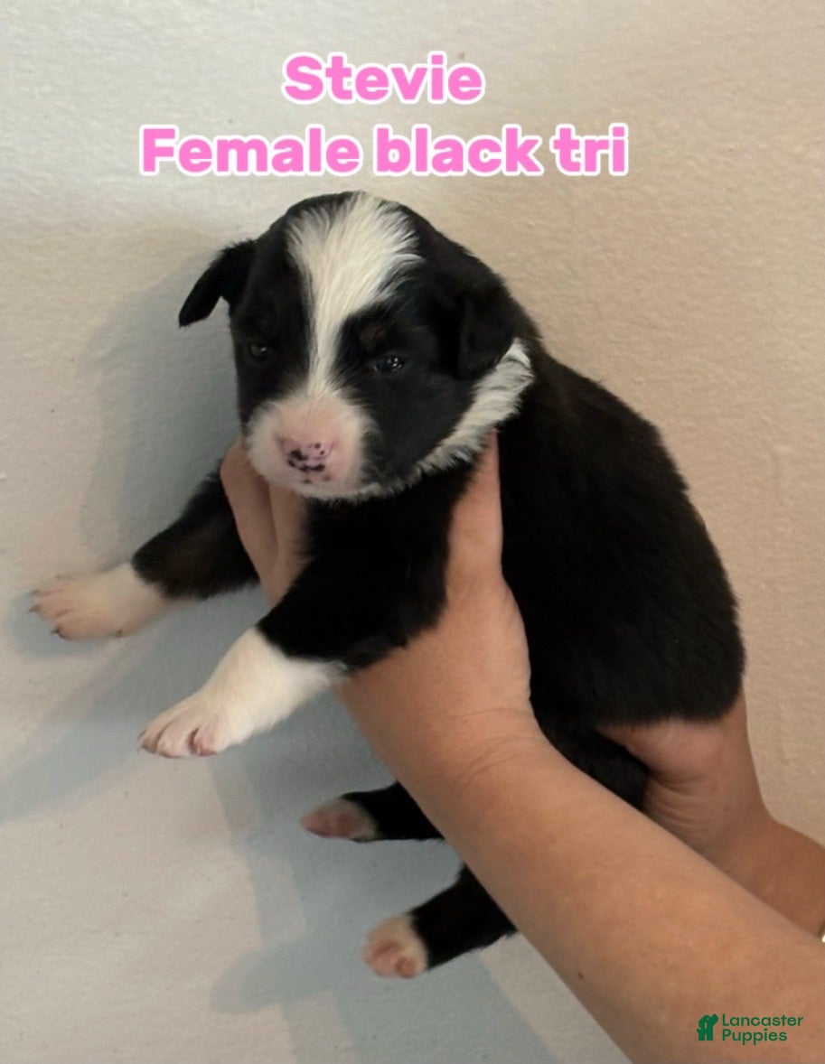 Australian Shepherd dogs Australian Shepherd Puppy 2 - Ad 41
