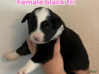 Australian Shepherd dogs Australian Shepherd Puppy 2 - Ad 41