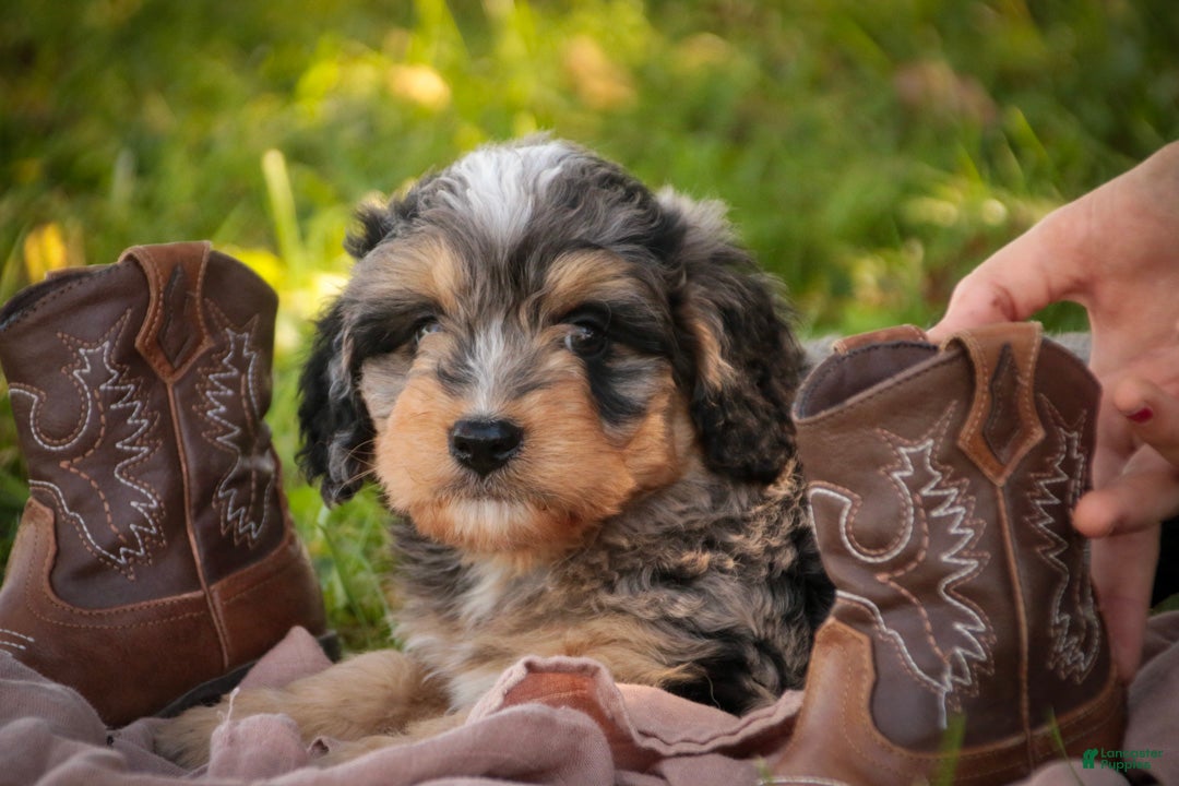 Mini Bernedoodle dogs Cornell F1 Mini Bernedoodle  - Ad 1