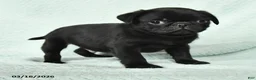 Pug dogs for sale: Abel - Ad 3