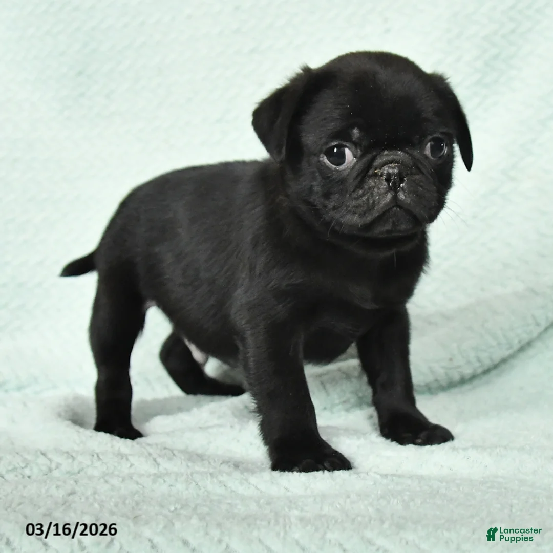 Pug dogs for sale: Abel - Ad 3