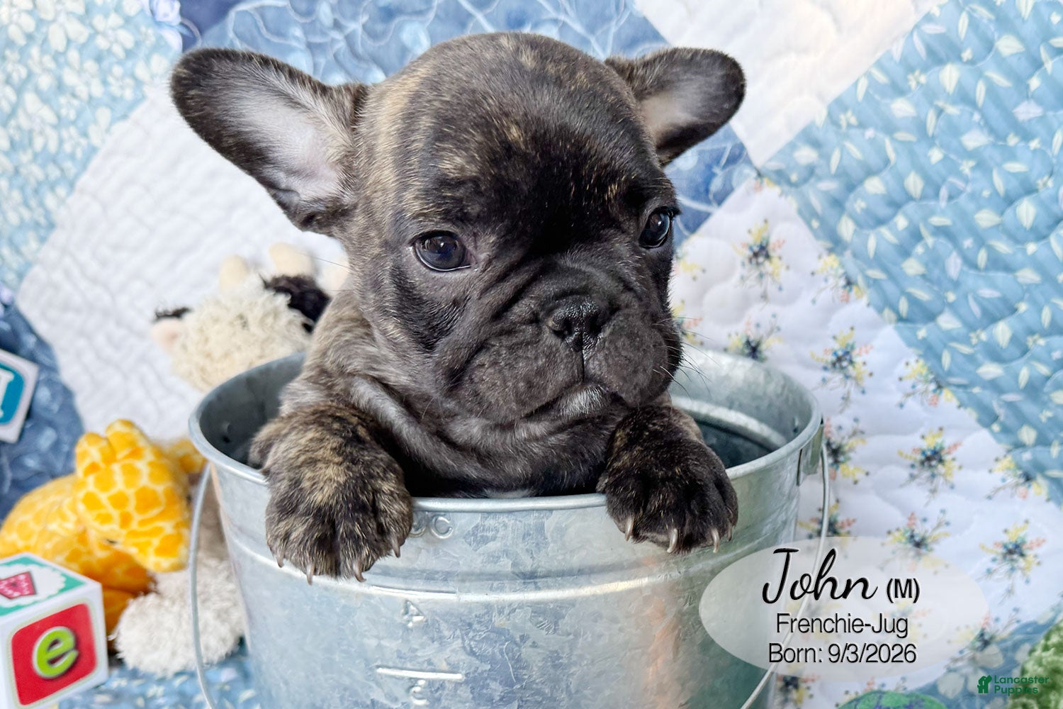 French Bulldog dogs for sale: John - Ad 2