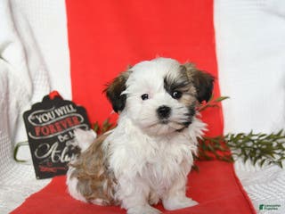 Malshi dogs Sophie - Ad 1