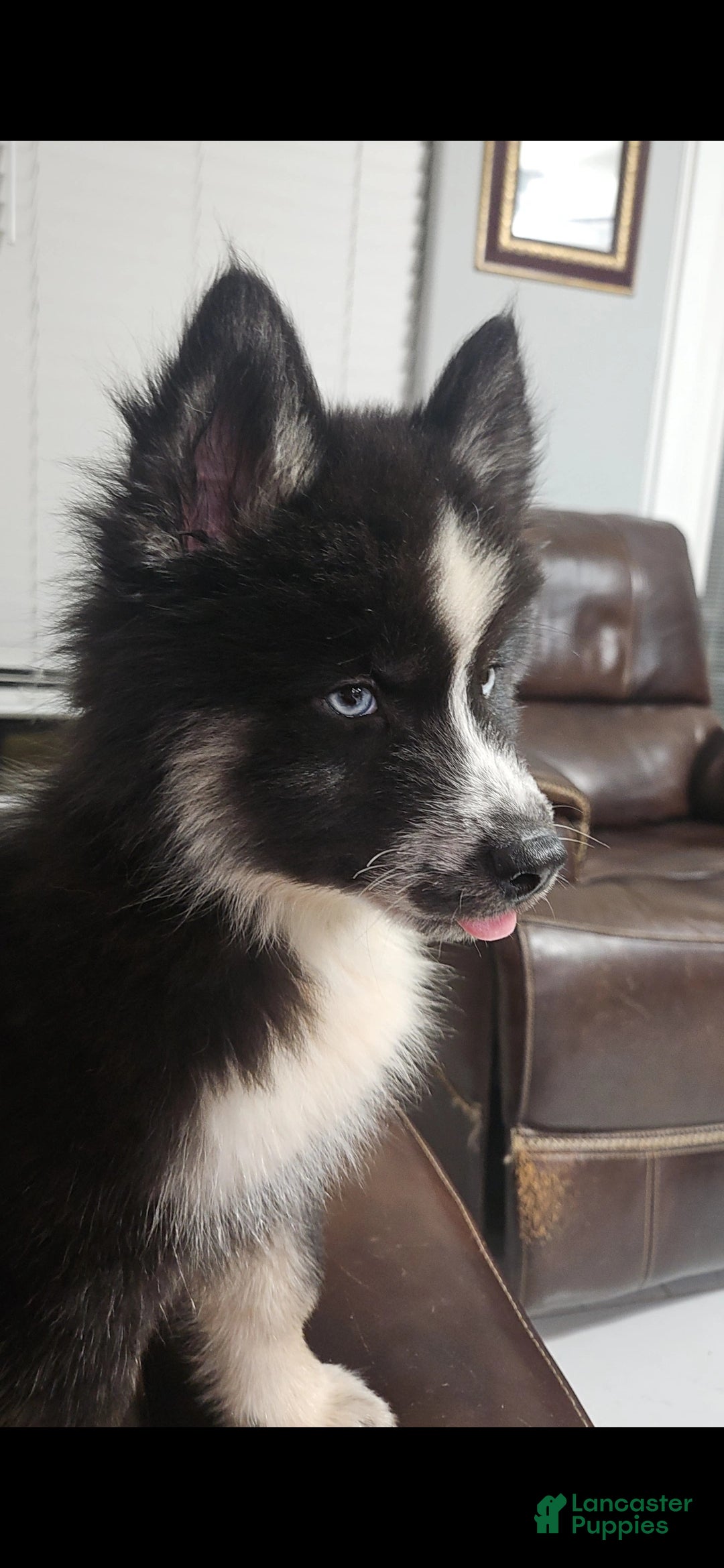 Siberian Husky dogs Siberian Husky 1 - Ad 1