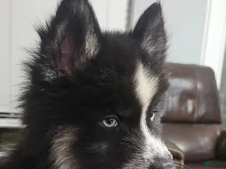 Siberian Husky dogs Siberian Husky 1 - Ad 1