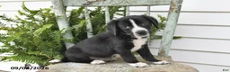 Beagle dogs for sale: Roxie - Ad 3
