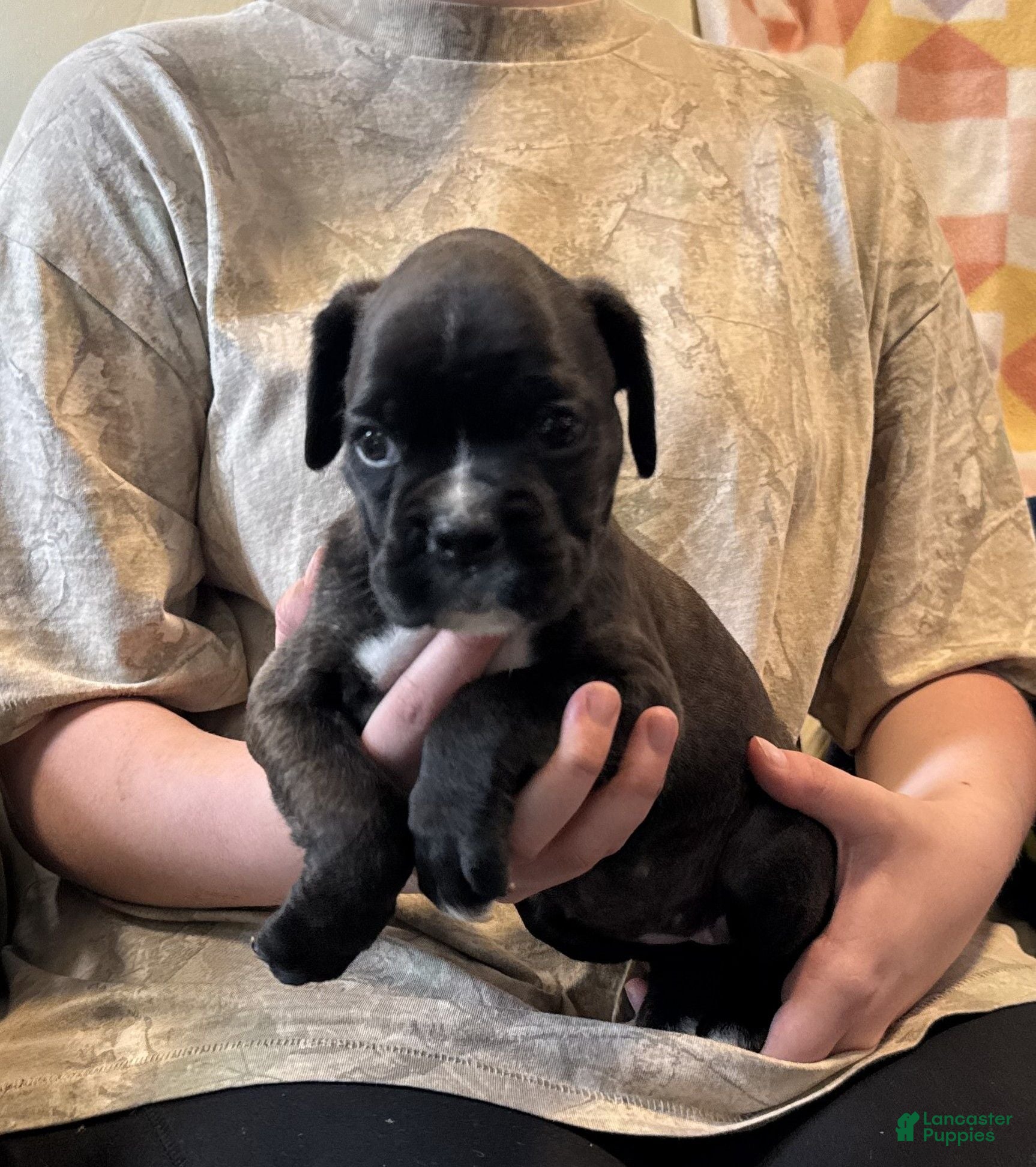 Boxer dogs Winnie - Ad 2