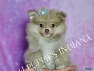 Pomeranian dogs Snuggles - Ad 17