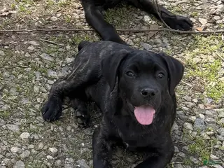 Cane Corso dogs Milo - Ad 39