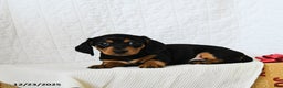 Miniature Dachshund dogs for sale: Midnight - Ad 4